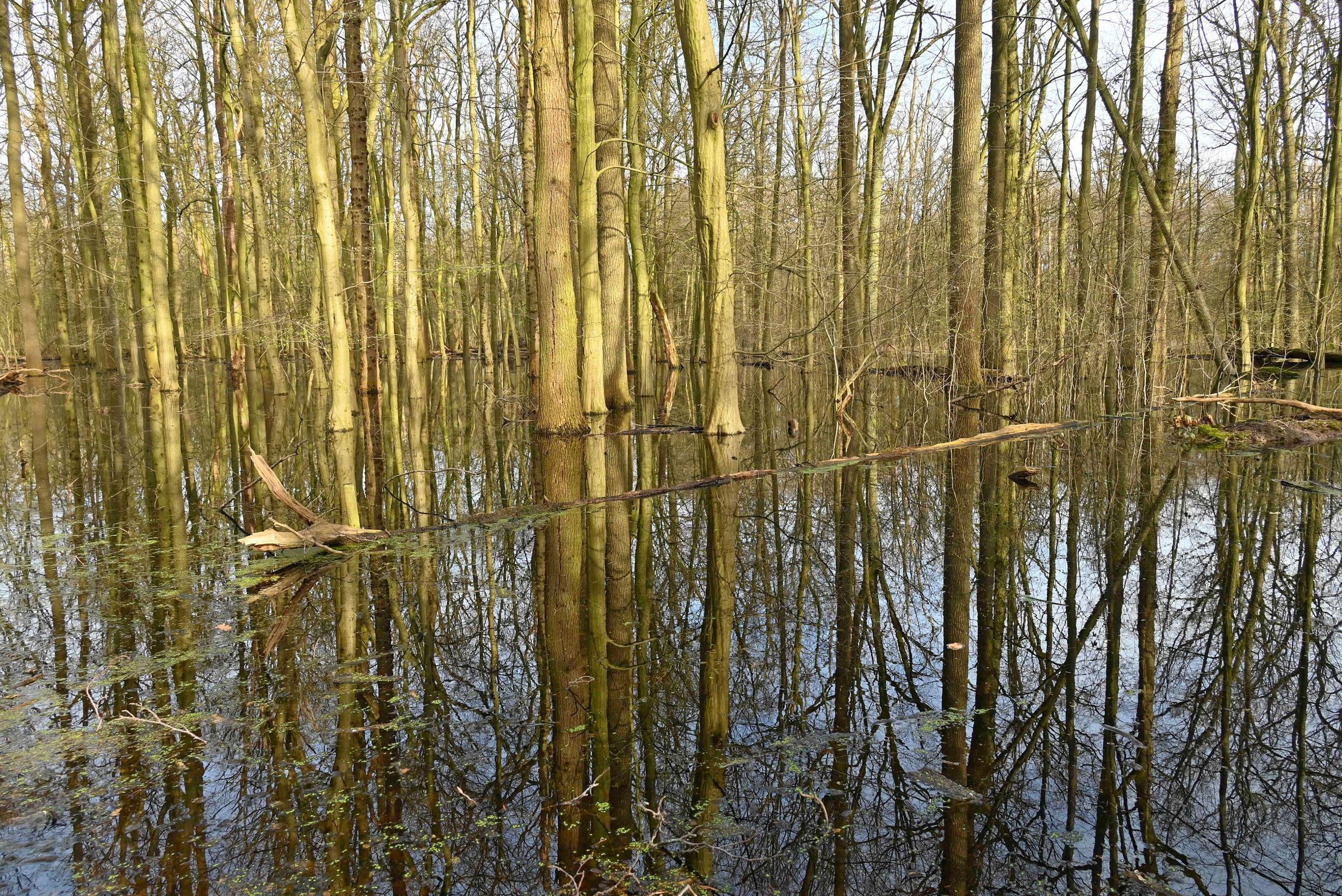 Te veel water op Landgoed Arcen, en dan ook nog een bever die dammen bouwt: ‘We hebben er bijna een 